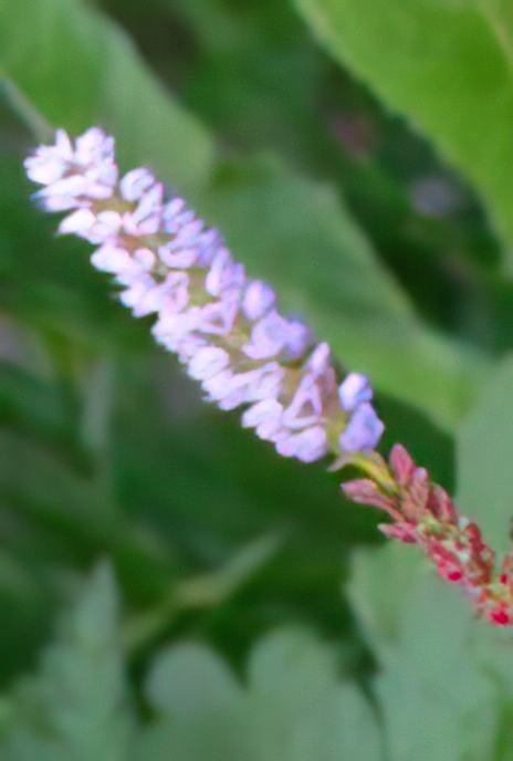 Viviparous Bistort