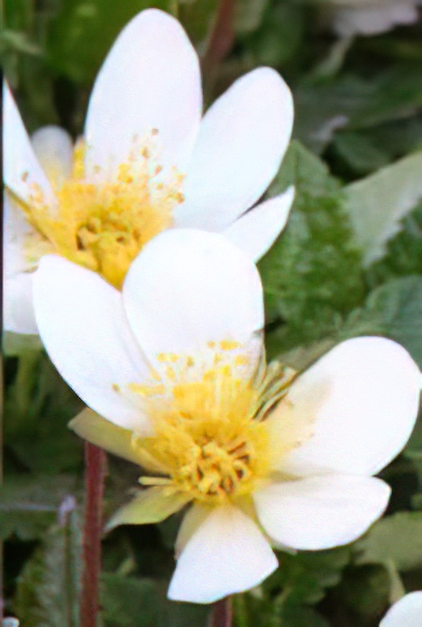 White Dryas