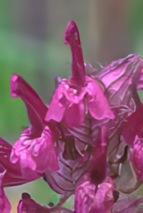 Whorled Lousewort