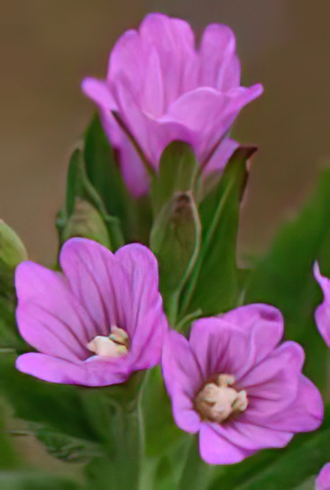 Broad-leaved Willowherb