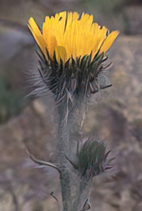 Woolly Hawkweed