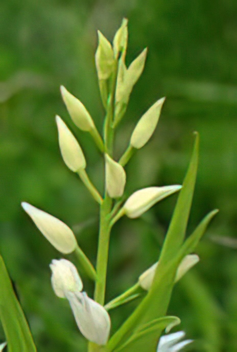 White Helleborine