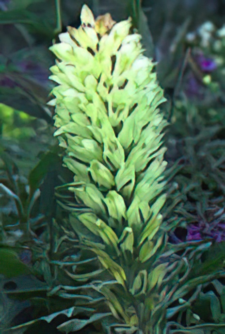Yellow Bellflower