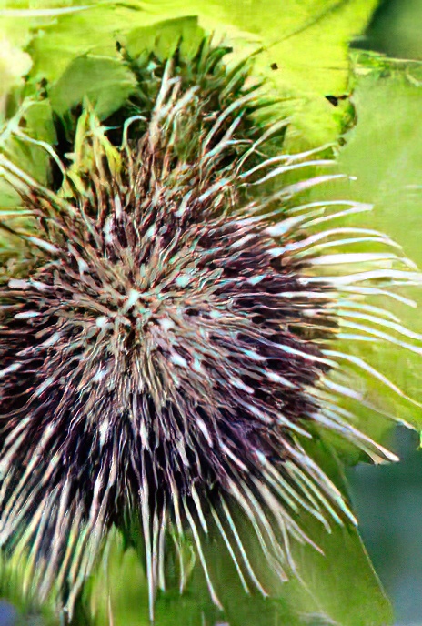 Yellow Meadow Thistle