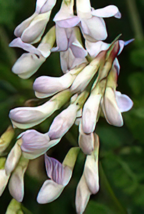 Wood Vetch