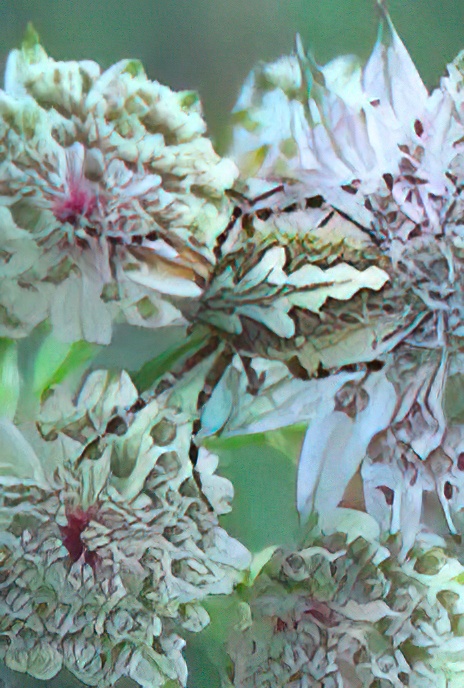 Masterwort and Guest