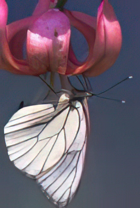 Black-veined White Butterfly