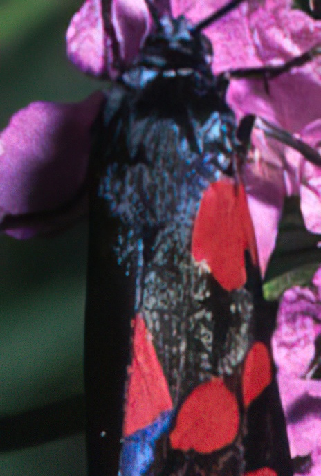 Six-spot Burnet