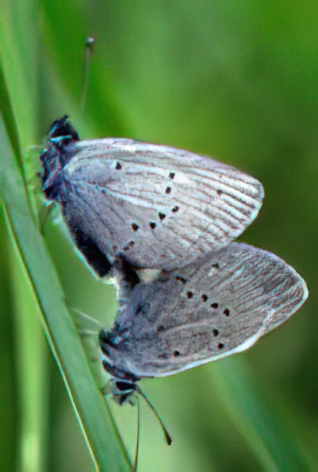 Holly Blue