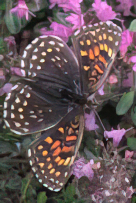 False Heath Fritillary