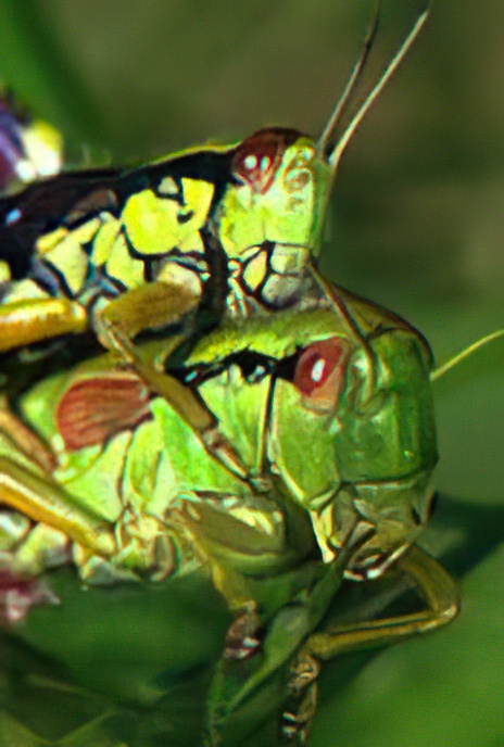 Alpine Grasshopper