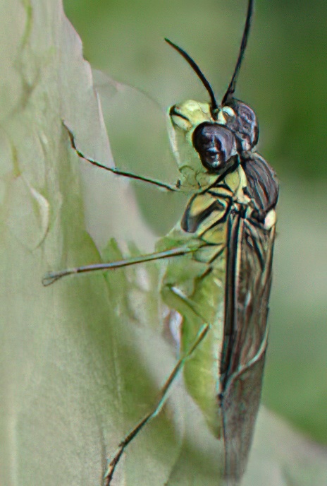 Sawfly