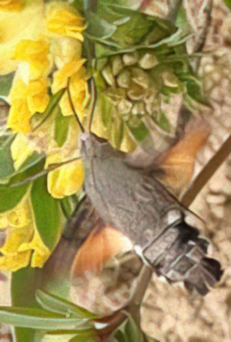 Hummingbird Hawkmoth