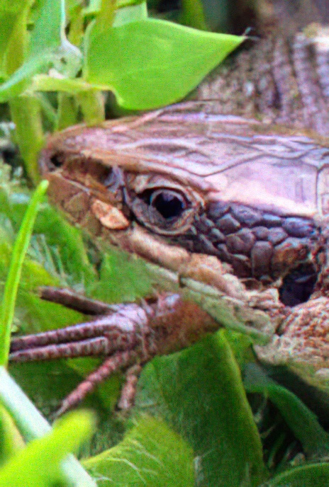 Wall Lizard