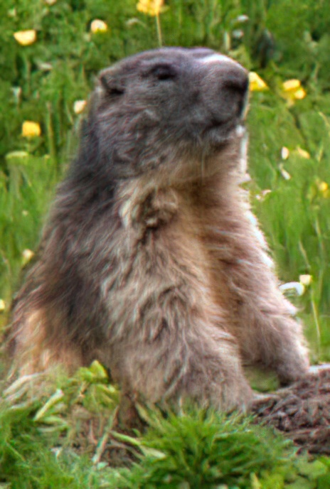 Marmot