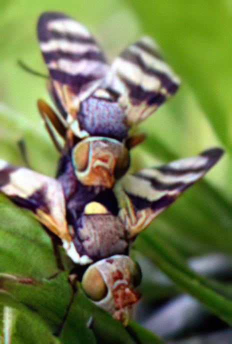 Picture-wing Fly
