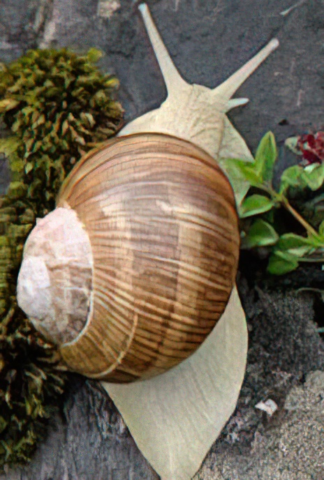 Roman Snail