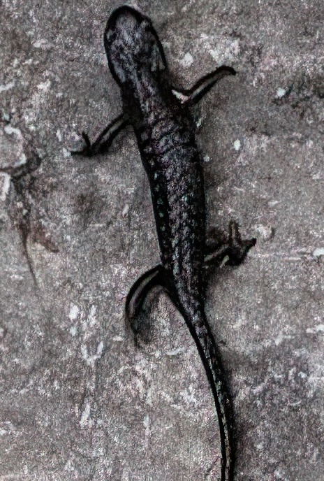 Alpine Salamander