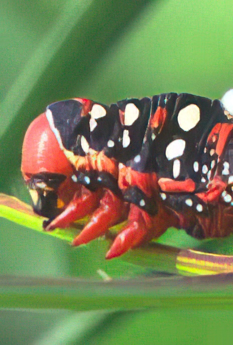 Spurge Hawk Moth (Caterpillar)