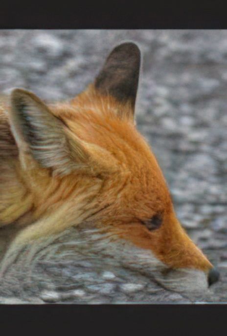 Red Fox