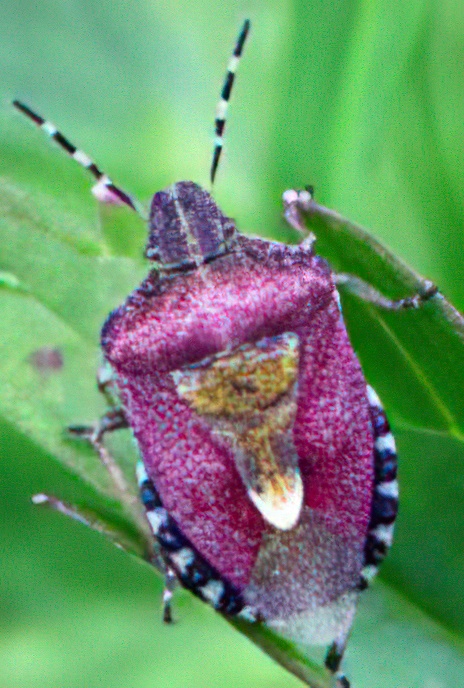 Gorse Sheild Bug