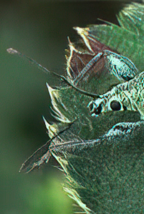 Green Nettle Weevil