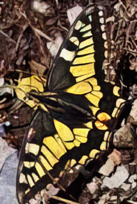 Swallowtail Butterfly