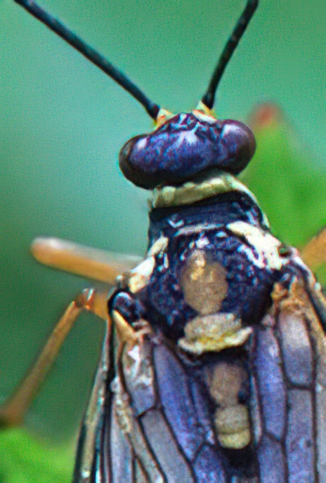 Scorpion Fly