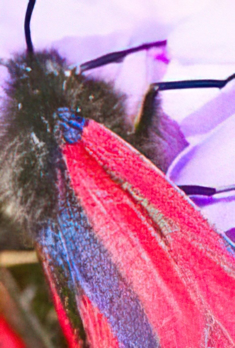 Transparent Burnet