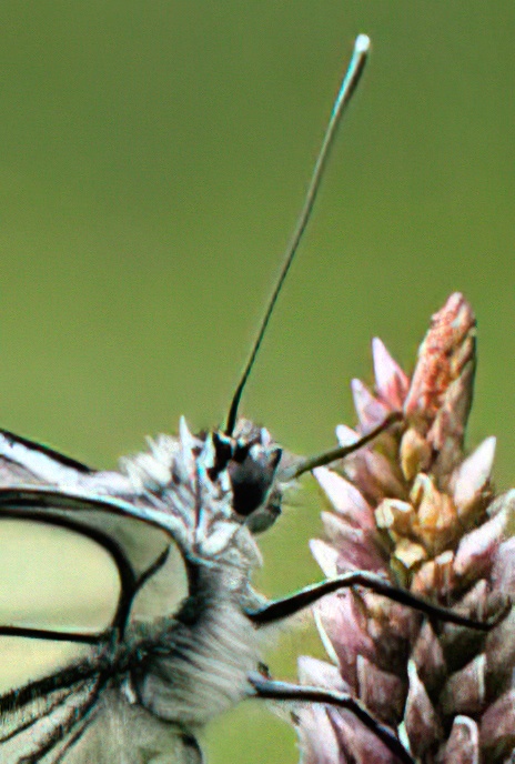 Black-veined White