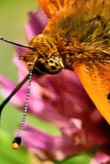 High Brown Fritillary