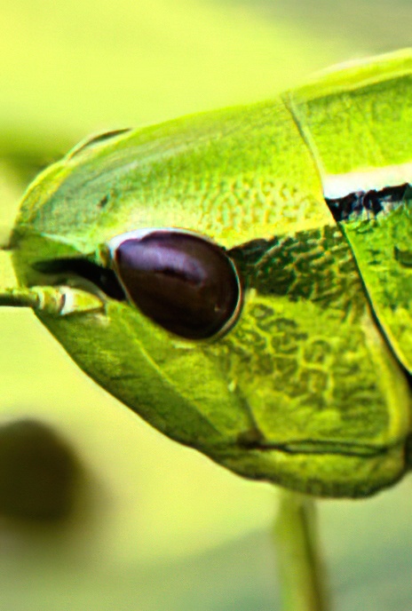 Small Gold or Upland Meadow Grasshopper (flightless)