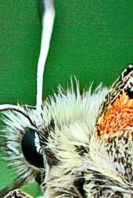 Apollo Butterfly