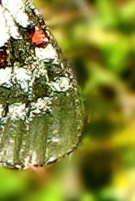 Small Apollo Butterfly