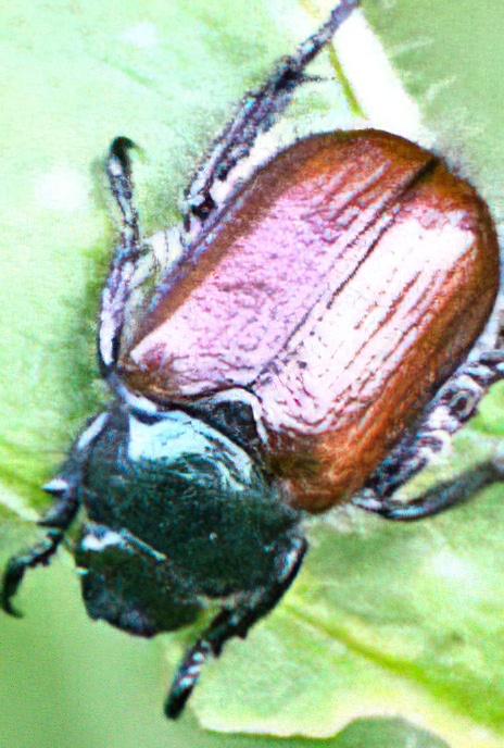 Garden Chafer