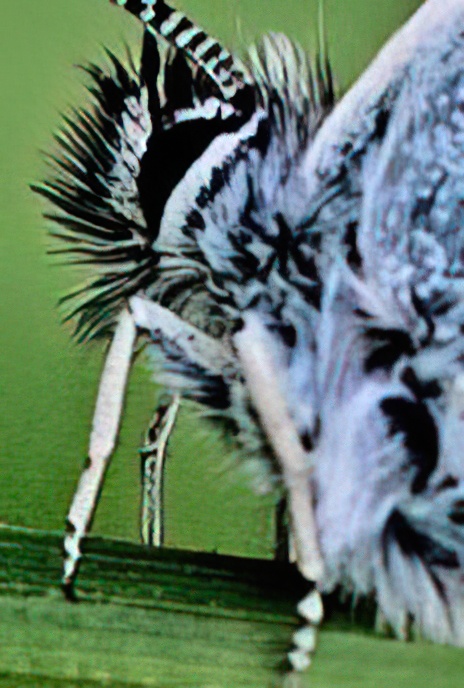 Common Blue