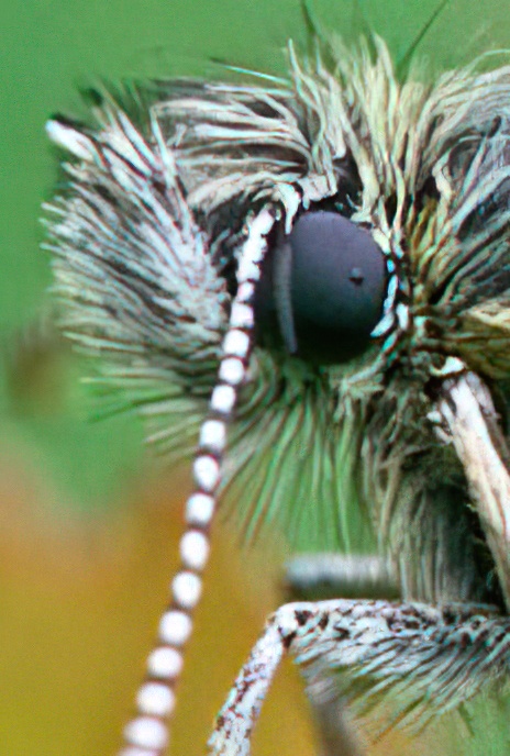 Alpine Grizzled Skipper