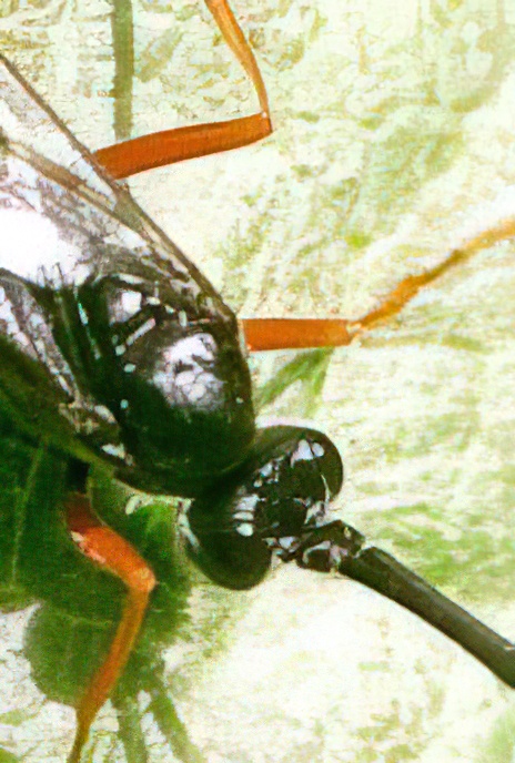 Pine Sawfly