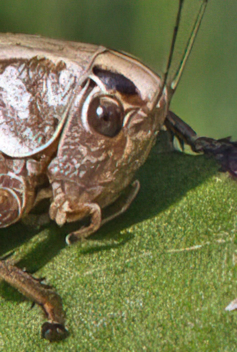 Dark Bush-cricket