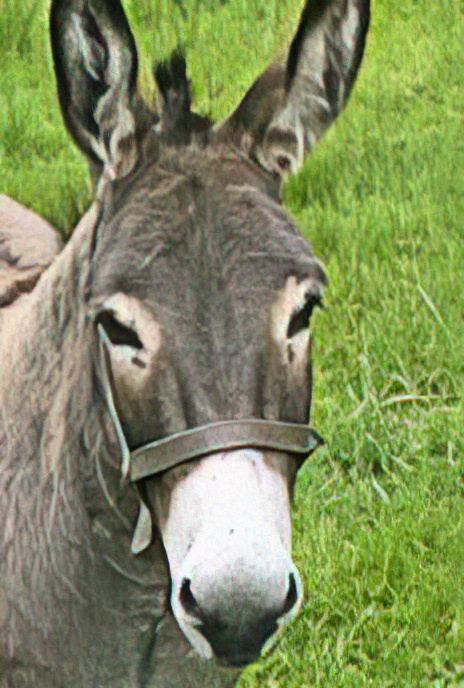 Another donkey!