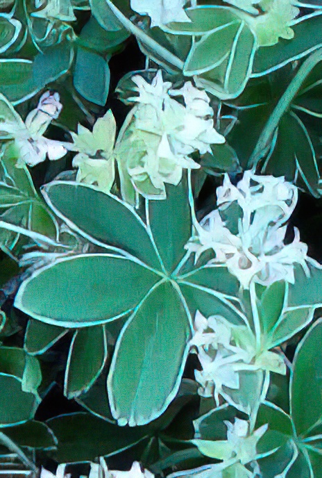 Alpine Lady’s Mantle