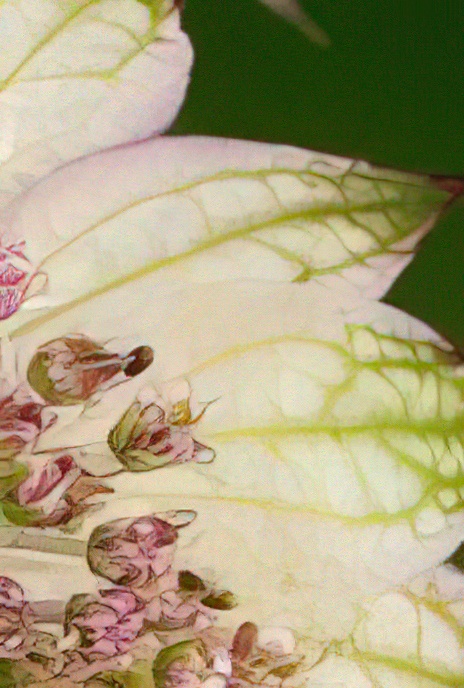 Great Masterwort