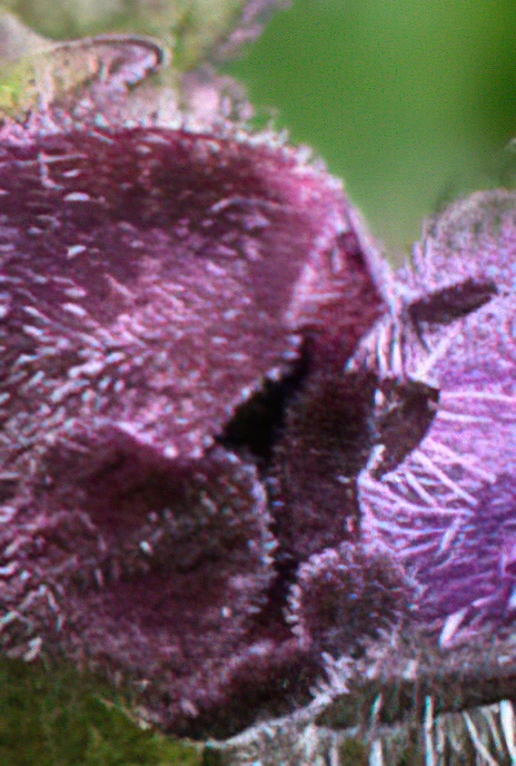 Alpine Bartsia