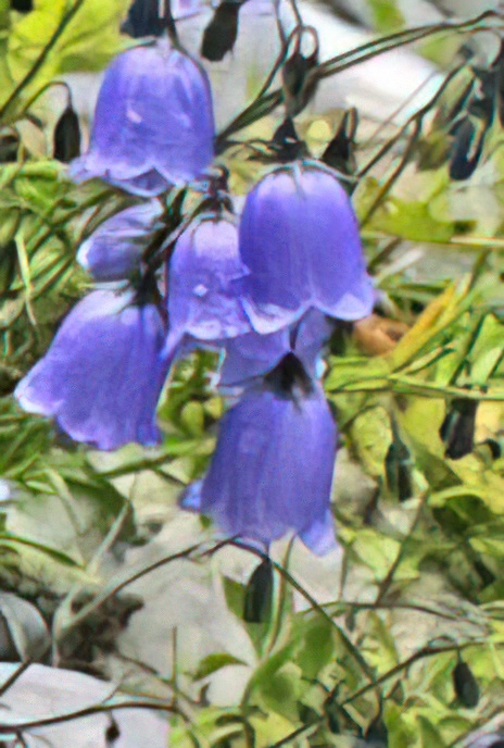 Fairy’s Thimble