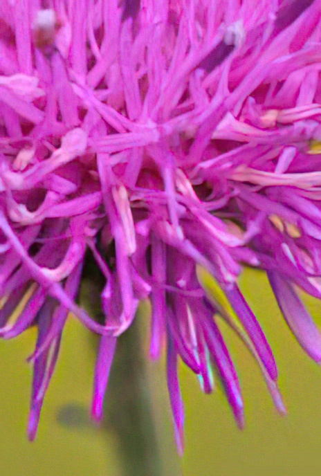 Alpine Thistle