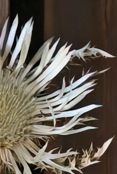 Stemless Carline Thistle