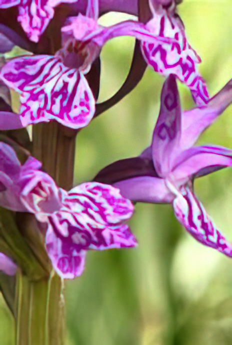 Marsh Orchid