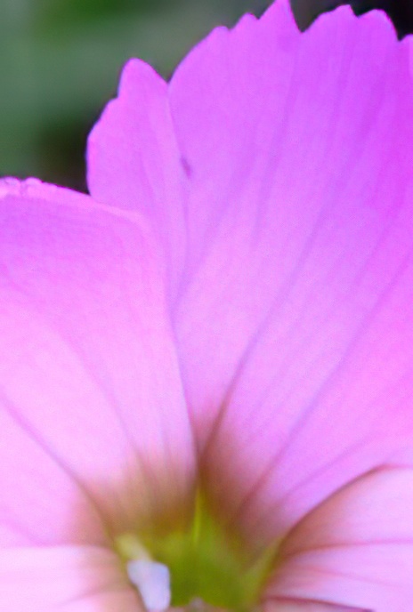 Wood Pink