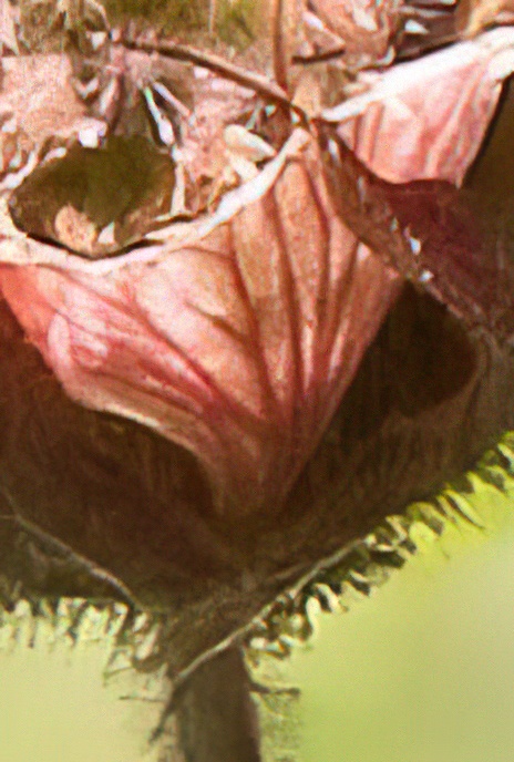 Water Avens