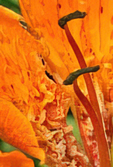 Orange, Fire or Tiger Lily